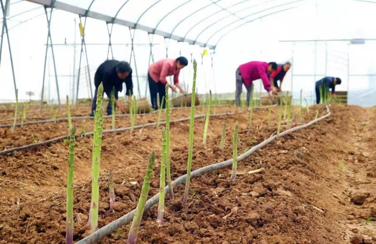 四川省委常委、成都市委書記曹立軍調研 新津區國家數字設施農業創新應用基地 四川省委常委、成都市委書記曹立軍調研 新津區國家數字設施農業創新應用基地