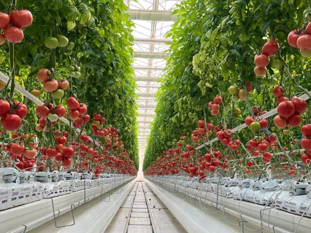 山東壽光10萬㎡智能番茄溫室 山東壽光10萬㎡智能番茄溫室