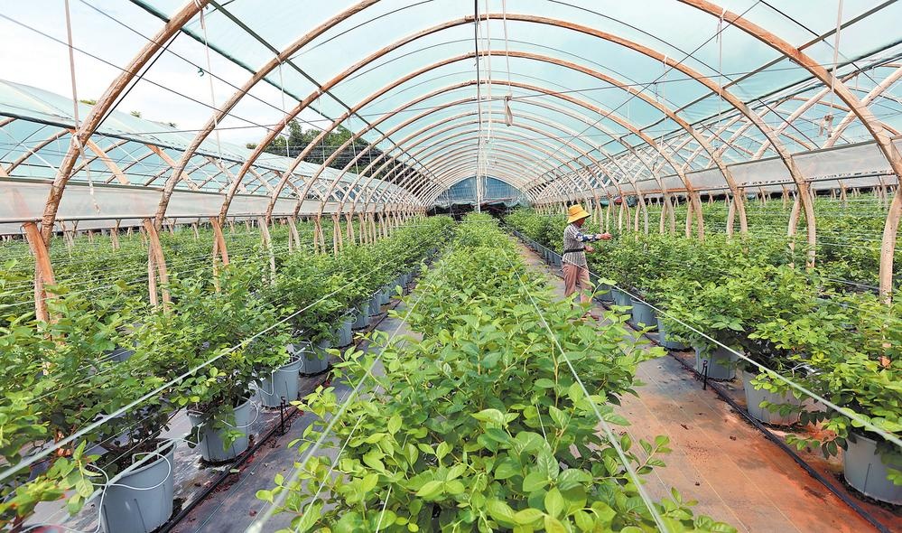 江蘇鹽城藍莓智慧種植園 江蘇鹽城藍莓智慧種植園