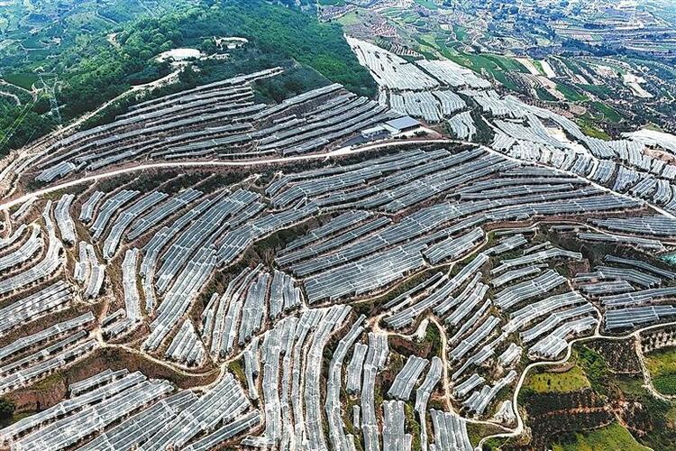 數字化賦能傳統農業走向“智慧未來”——探尋天水甘谷縣田間地頭的“新質生產力”